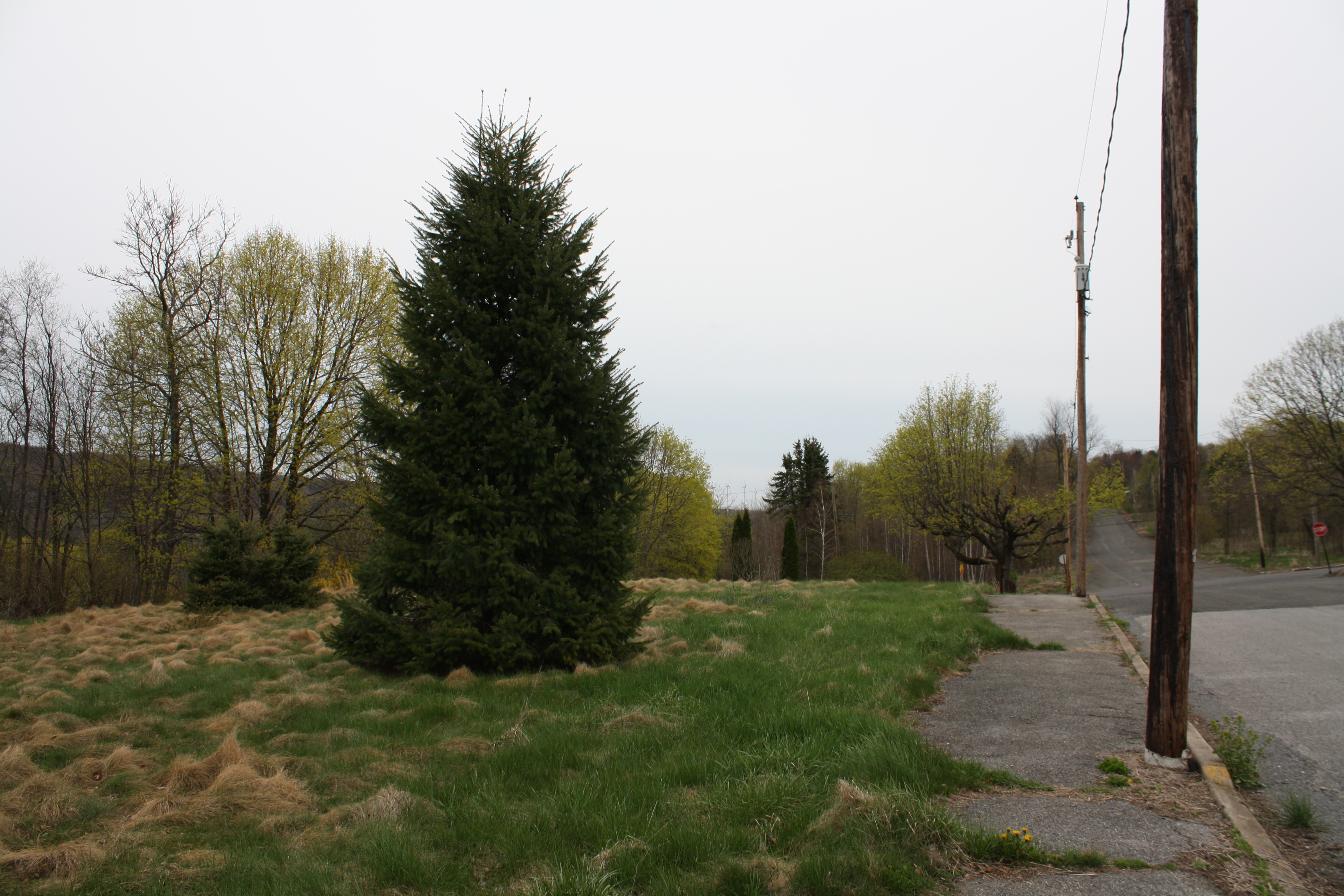 This tree once stood in someone's front yard.